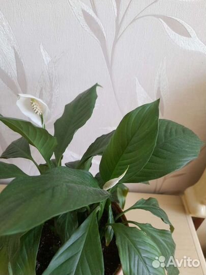 Спатифиллум