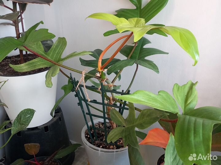 Филодендрон микс