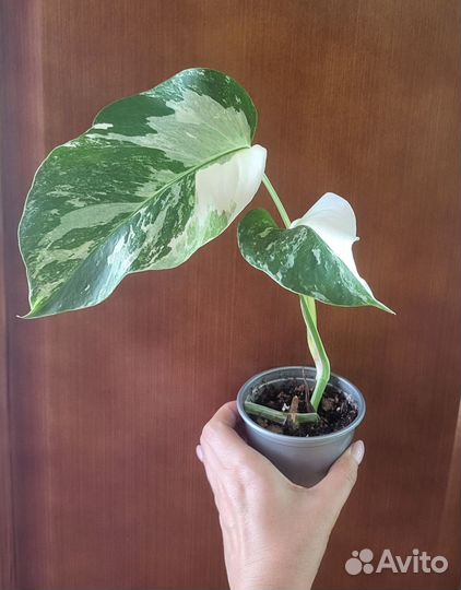 Монстера вариегатная