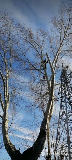 Вальщик деревьевьев,пилю деревья любой сложнасти