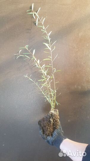 Ива пурпурная нана