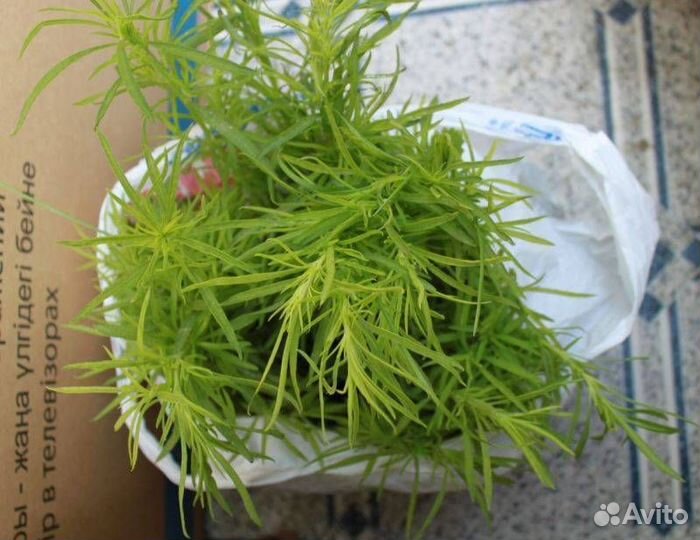 Кохия рассада