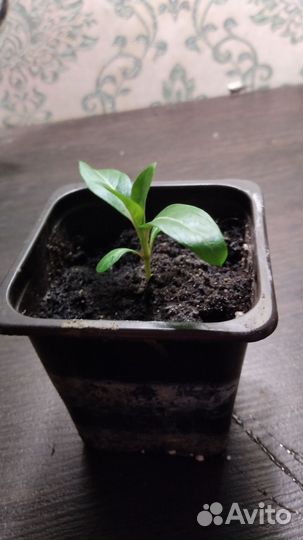 Катарантус