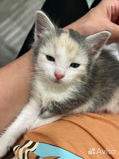 Котенок девочка в добрые руки