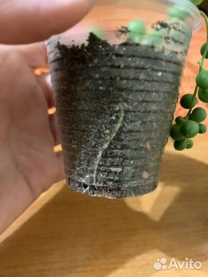 Крестовник Роули, Крестовник Герейна