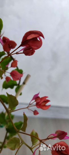 Бугенвиллия тюльпановидная Chinese sleeping beauty