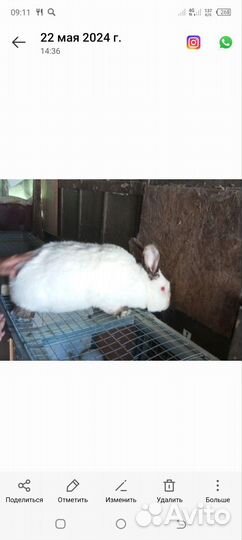 Кролики мясных пород