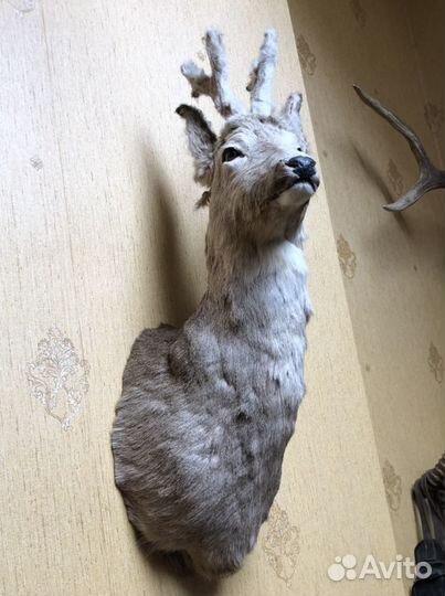 Чучела кабана, оленихи и рога лося