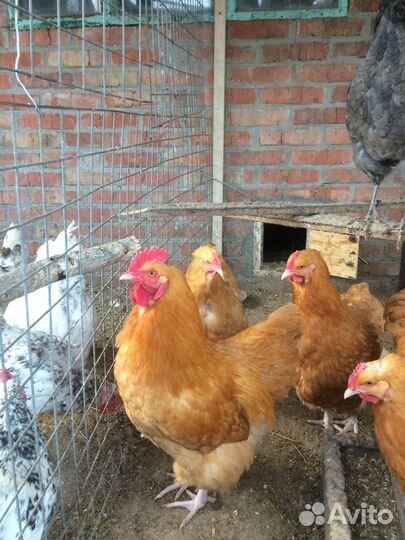 Петух орпинтонг