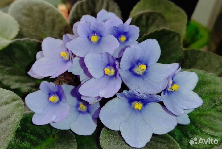 Цветущие фиалки