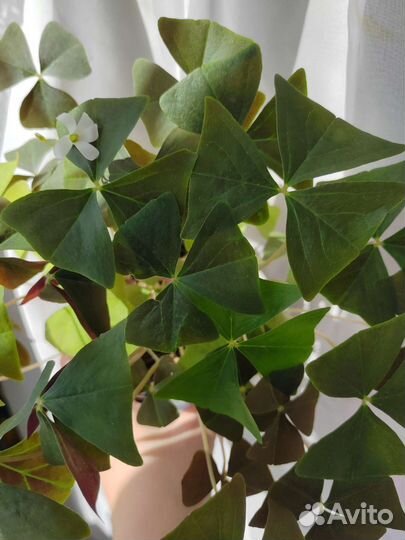 Оксалис кислица