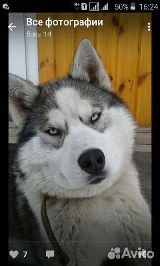 Хаски вязка