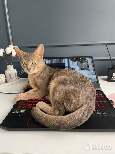 Розыск кота
