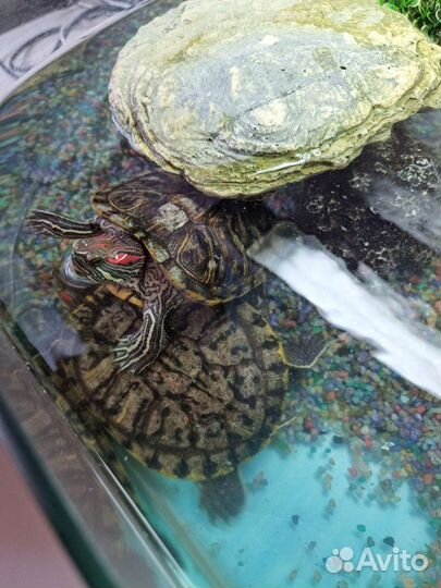 Террариум для красноухой черепахи