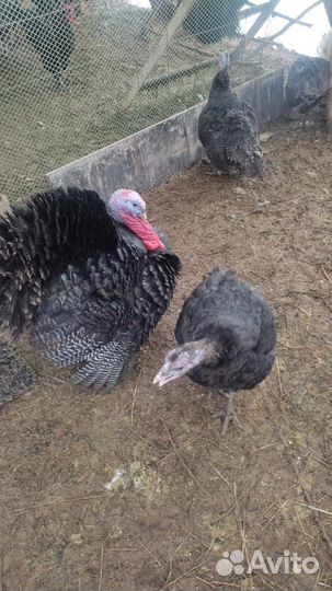 Петухи, индоутка с утятами, индюки