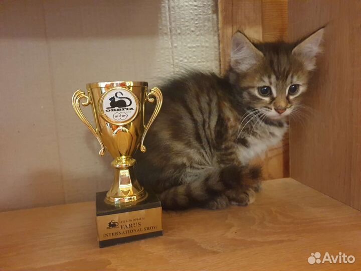 Котенок маленький бесплатно