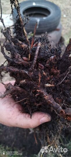 Черви для рыбалки