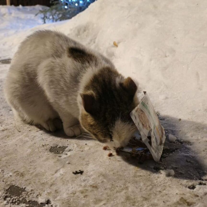 Замерзает кошечка. Очень ищем дом