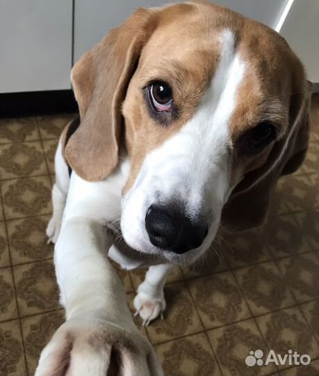 Бигль отдам бесплатно