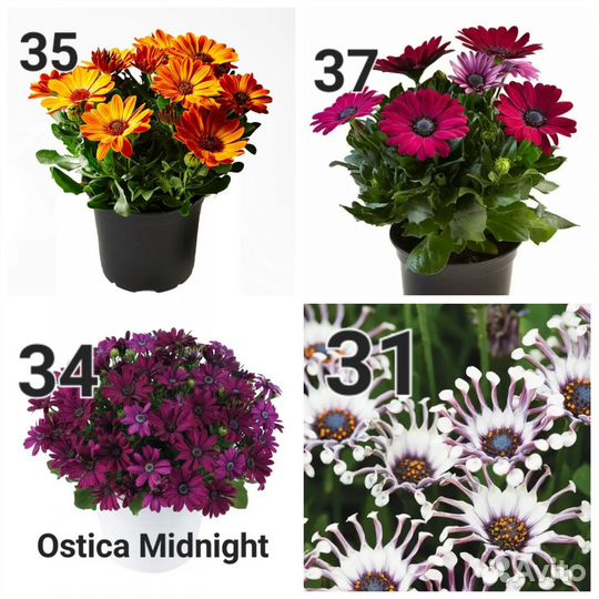 Остеоспермум