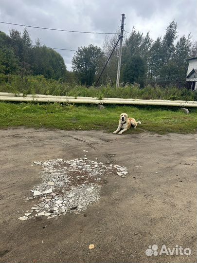 Собака алабай в добрые руки бесплатно