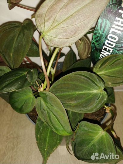 Филодендрон Scandens Micans, Micans Lime, Brasil