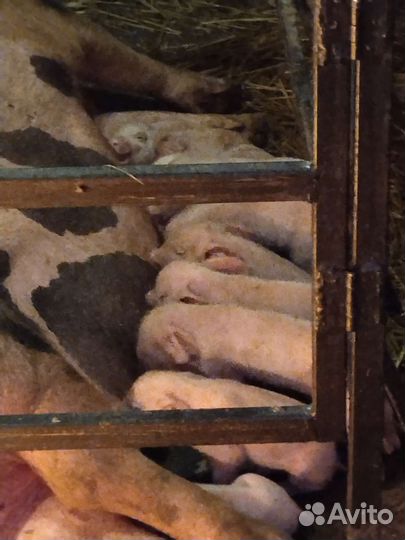 Поросята, возможен обмен на (Корм)