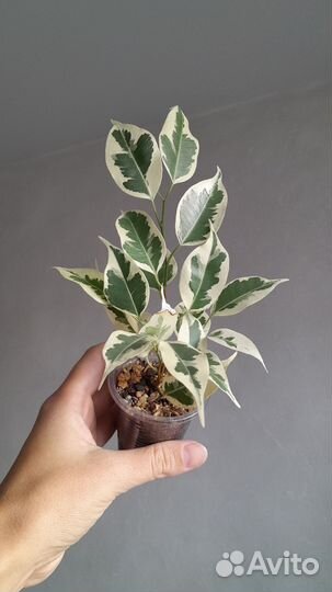 Фикус