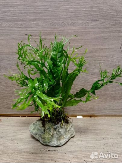 Декорации с живыми растениями