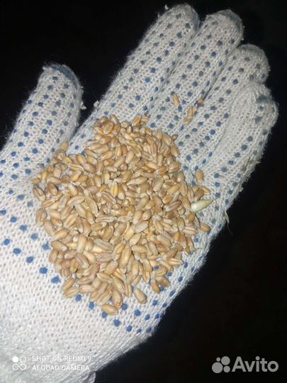 Пшеница Ячмень Овёс