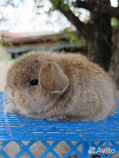 Miniature lop