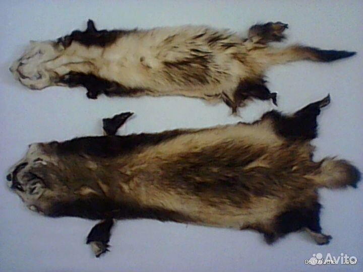 Шкурки хорька выделанные\Всего 2шт\Цена за 1шт\