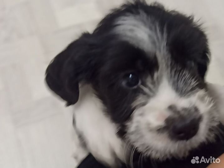 Собаки щенки спаниель помесь