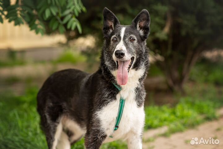 Дженни, собака в дар, добрая собака
