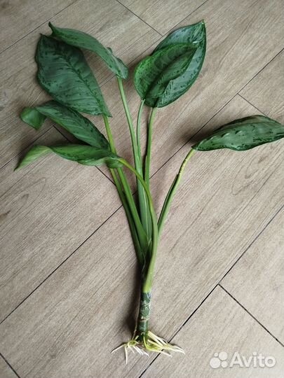 Аглаонема Фридман