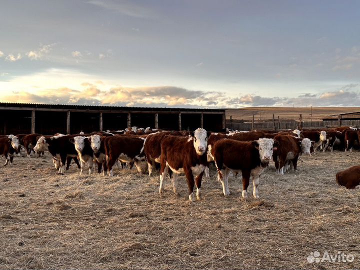 Бычки и тёлки