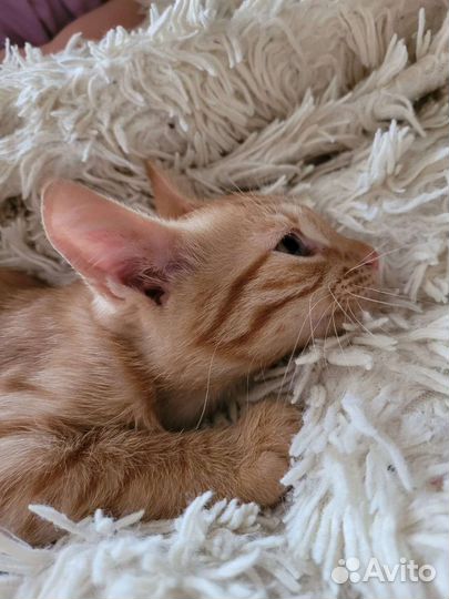 Рыжая красота в добрые руки