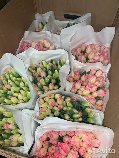 Тюльпаны: розница и опт