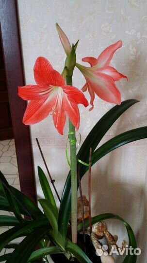 Лилия (гиппеаструм) луковицы