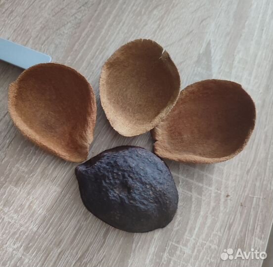 Природный материал для поделок