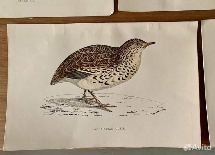 Ксилография гравюры антикварные