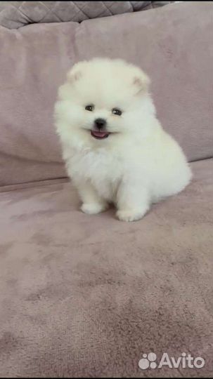 Мальчик Шпиц