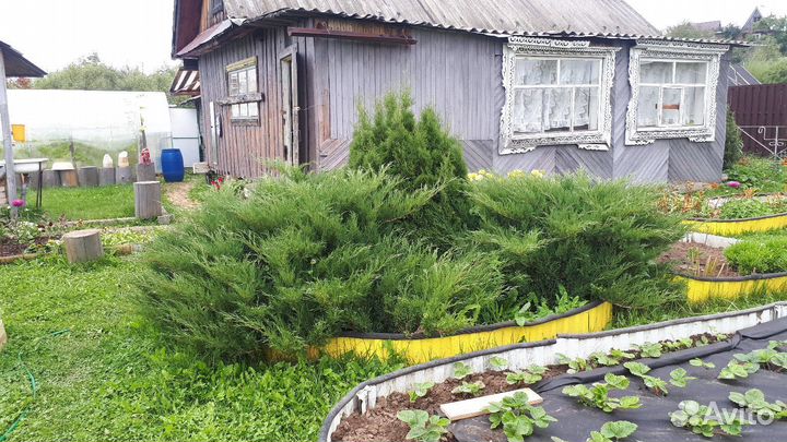 Можжевельник