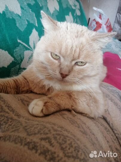 Ищу дом Персику