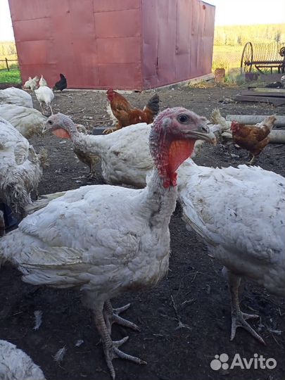 Индюки Биг 6