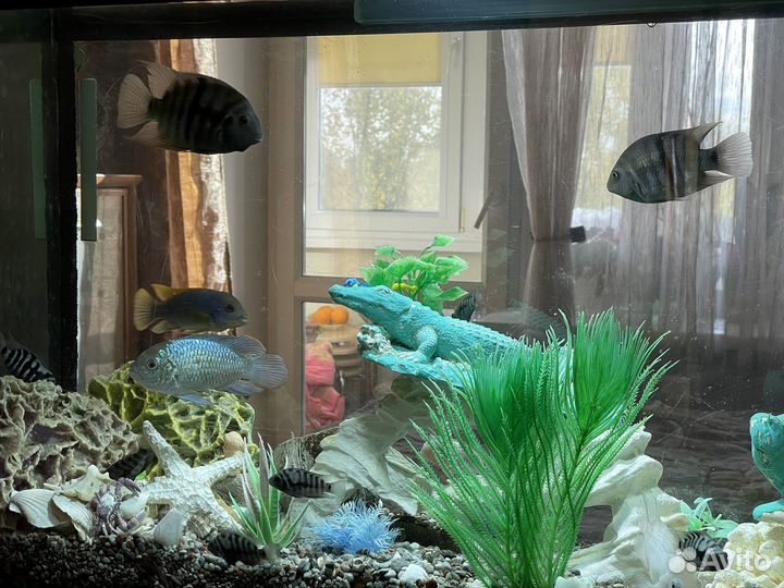 Аквариум со всеми принадлежностями и рыбками