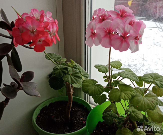 Герань сортовая, отростки