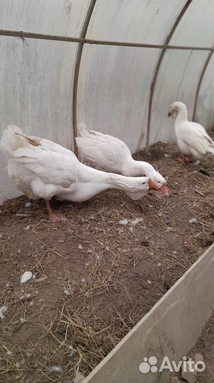 Семья гусей холмогоров обмен