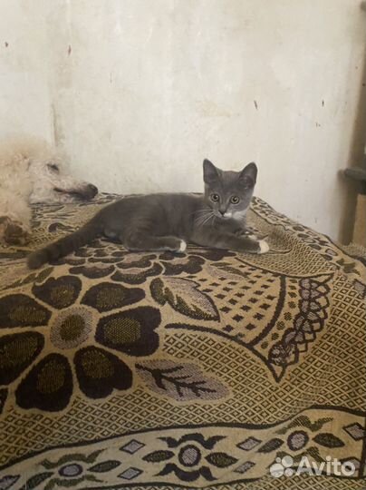 Котенок в добрые руки