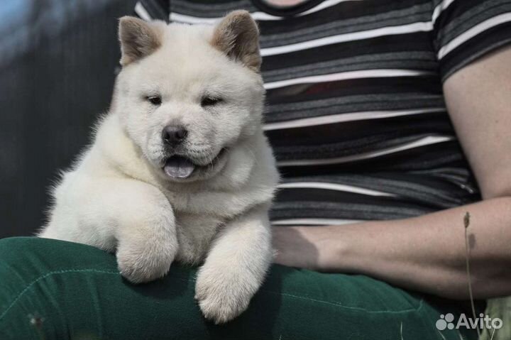 Кремовый мальчик